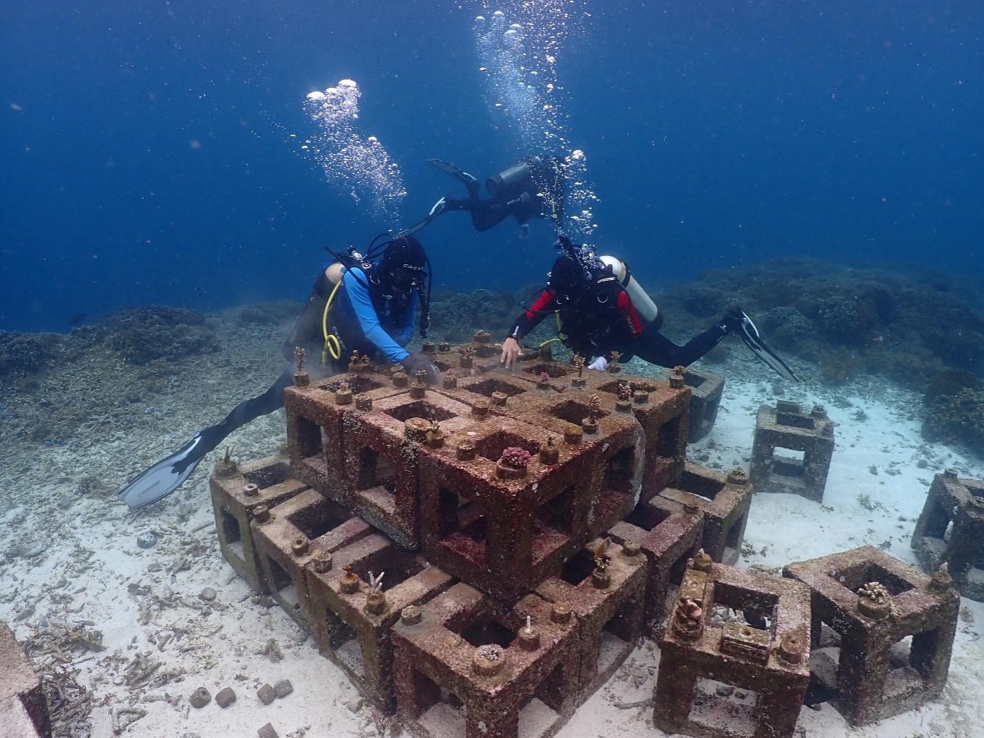 Harita Nickel Preserves Obi Aquatic Ecosystem through Coral Reef